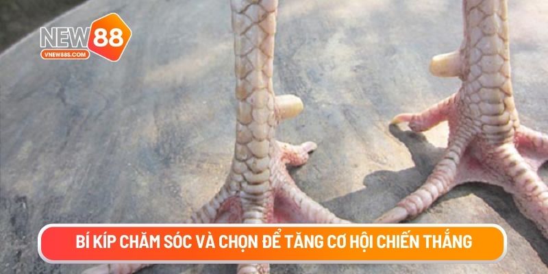 Bí kíp chăm sóc và chọn để tăng cơ hội chiến thắng