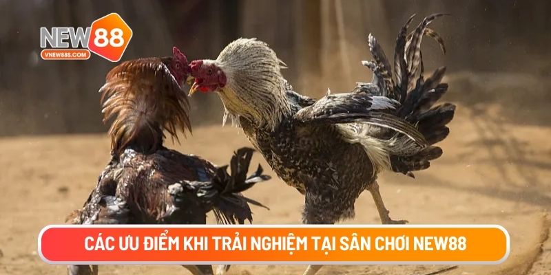 Các ưu điểm khi trải nghiệm tại sân chơi New88