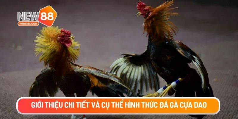 Giới thiệu chi tiết và cụ thể hình thức đá gà cựa dao
