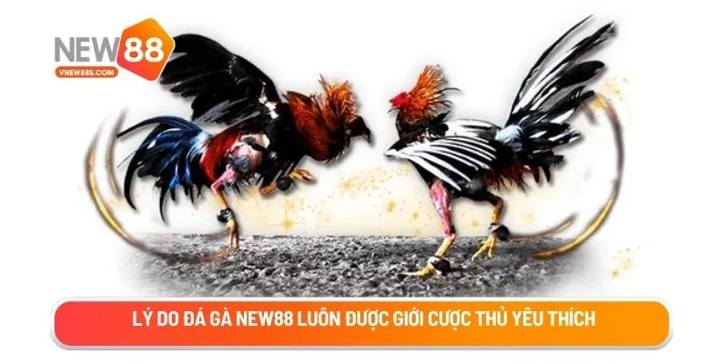 Lý do đá gà New88 luôn được giới cược thủ yêu thích