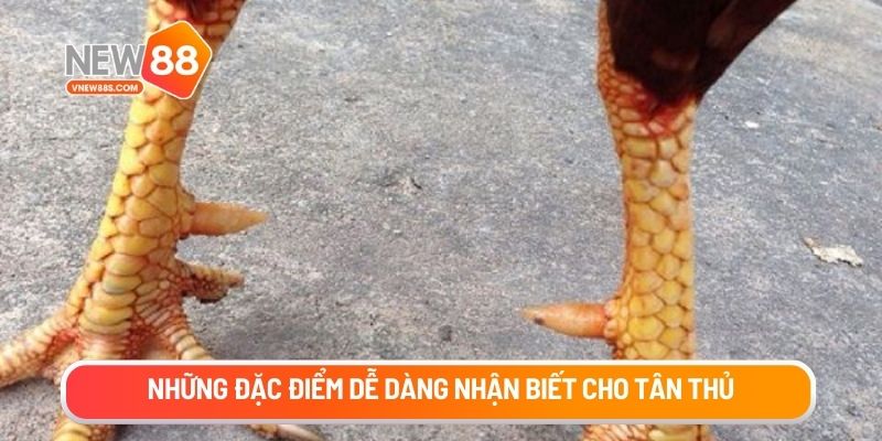 Những đặc điểm dễ dàng nhận biết cho tân thủ