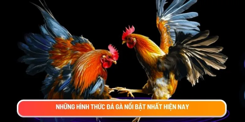 Những hình thức đá gà nổi bật nhất hiện nay