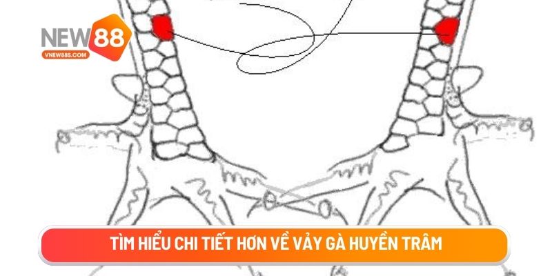Tìm hiểu chi tiết hơn về vảy gà huyền trâm