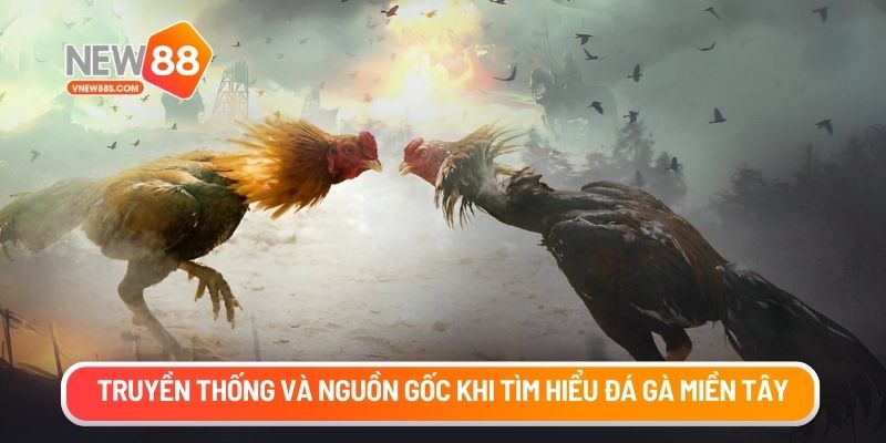 Truyền thống và nguồn gốc khi tìm hiểu đá gà miền tây
