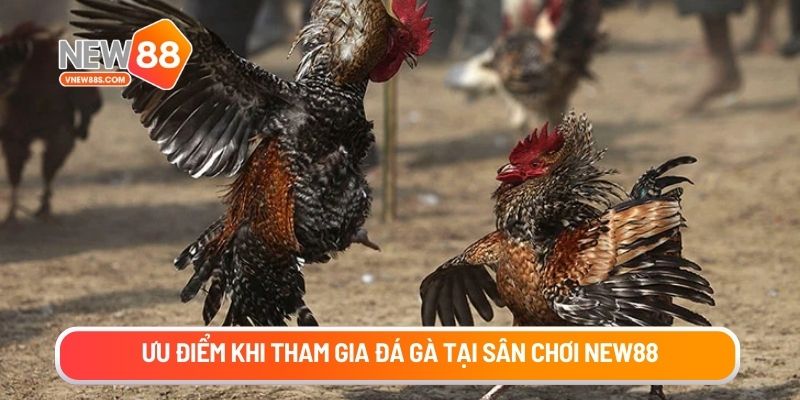 Ưu điểm khi tham gia đá gà tại sân chơi New88
